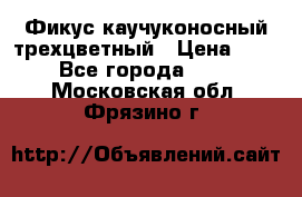 Фикус каучуконосный трехцветный › Цена ­ 500 - Все города  »    . Московская обл.,Фрязино г.